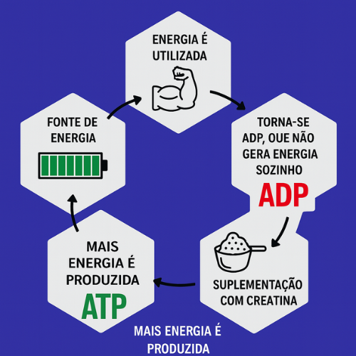 Como Funciona a Creatina